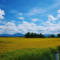 Scenic view of field against sky