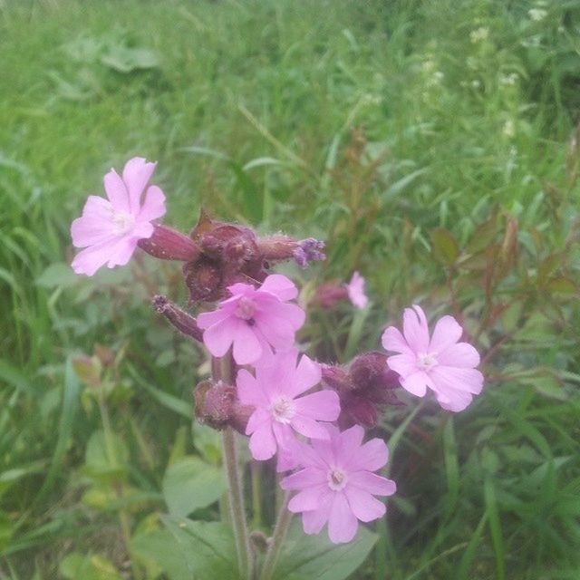 flower, freshness, fragility, petal, growth, pink color, beauty in nature, flower head, focus on foreground, blooming, nature, plant, close-up, purple, one animal, insect, animal themes, in bloom, day, outdoors