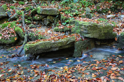 Plants growing on rock by stream in forest during autumn