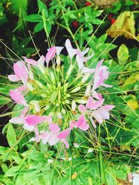 Close-up of pink flowers blooming outdoors