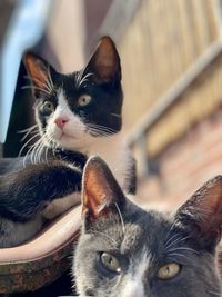 Close-up portrait of a cat