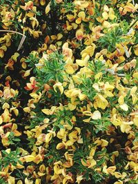 High angle view of yellow flowering plants