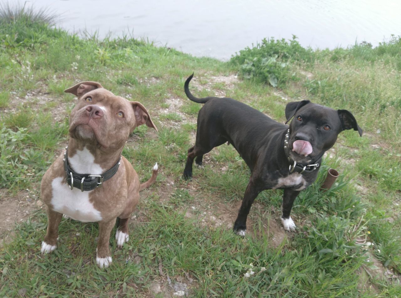 domestic animals, animal themes, dog, pets, mammal, grass, two animals, field, black color, high angle view, grassy, one animal, looking at camera, day, togetherness, pet collar, outdoors, portrait, young animal, nature