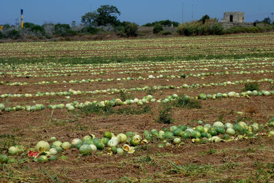 View of corn field