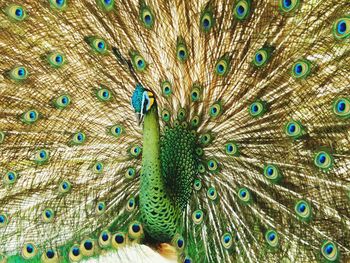 Full frame shot of peacock