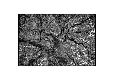 Close-up of tree trunk