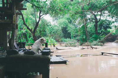 View of a horse in the water