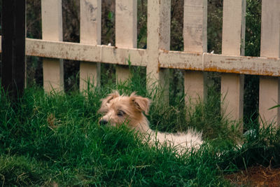 View of a dog on field