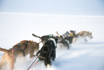 A beautiful husky dog team pulling a sled in beautiful norway morning scenery. 