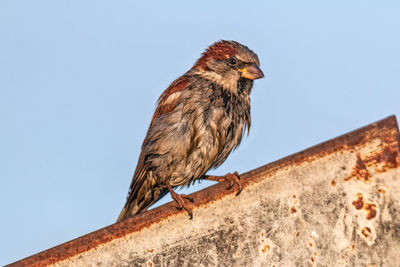 Low angle view of house sparrow in the sun after taking a bath perching on wall against clear sky