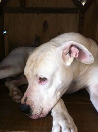 Close-up portrait of a dog