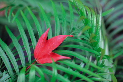 Close-up of red flower