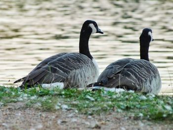 Ducks on a field