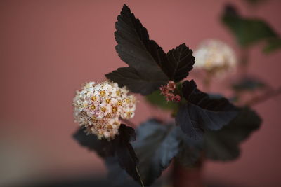 Close-up of flowering plant