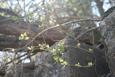 Close-up of tree trunk