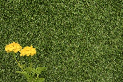 Close-up of yellow flowering plant in field