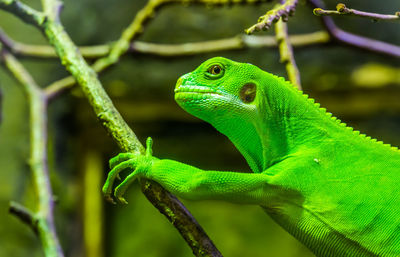 Close-up of lizard on green leaf