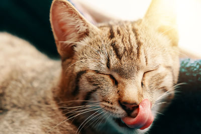 Close-up of a cat with eyes closed