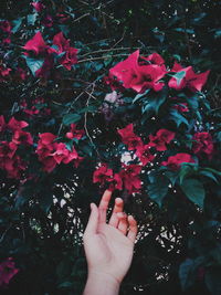 Close-up of hand holding pink flowering plant