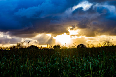 Plants growing on field against sky during sunset