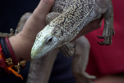 Close-up of hand holding reptile