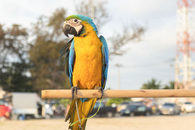 Close-up of a bird