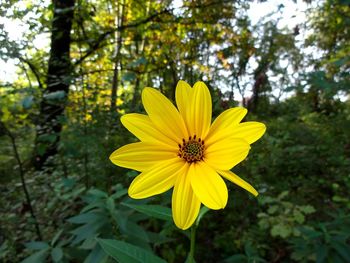 Close-up of yellow flower blooming outdoors