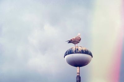 Low angle view of bird perching on pole against sky