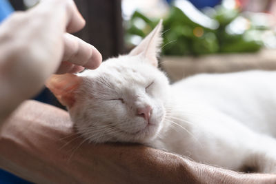 Blue-eyed white adult cat resting on his friend's arm. sao joaquim fair, salvador, bahia, brazil.