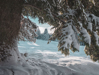 Snow covered land and trees