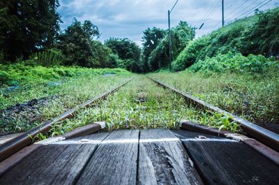 Railroad track amidst plants