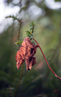 Close-up of dry leaf on plant during autumn