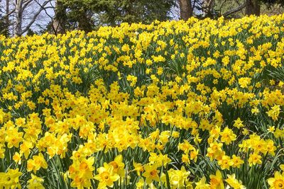 Yellow flowers blooming in field