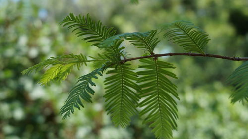 Close-up of pine tree leaves