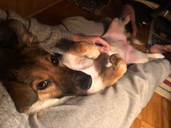 High angle view of dog resting at home