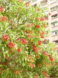 Red flowering plants by building
