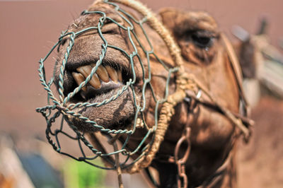Close-up of horse