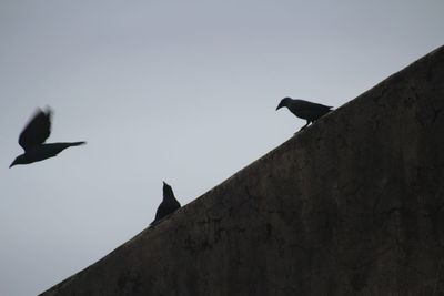 Low angle view of bird flying against clear sky