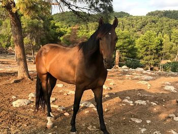 Horse standing on field against trees