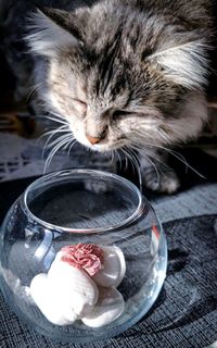 High angle view of cat sitting on table