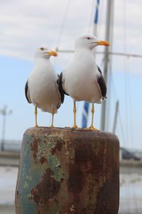 Close-up of seagulls perching on metal