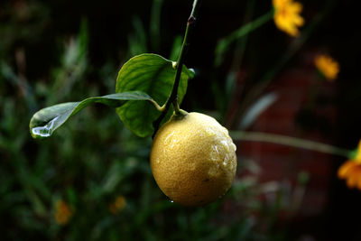 Close-up of fruits on tree