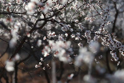 Close-up of cherry blossoms in spring