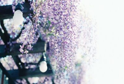 Close-up of flowers blooming on tree