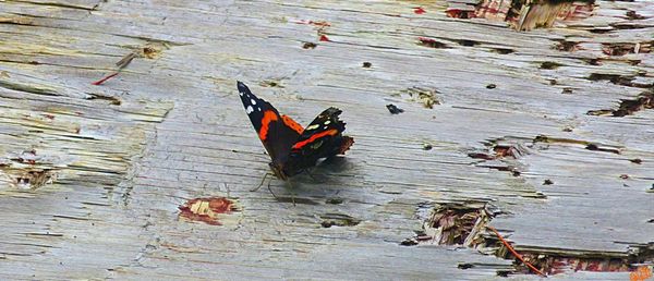 High angle view of butterfly on wood