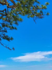 Low angle view of bird flying against blue sky