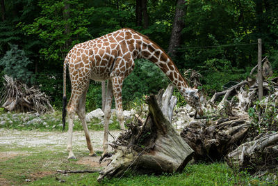 Giraffe in a forest
