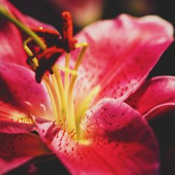 Close-up of pink lily