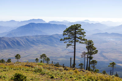 Tree on field by mountains against sky