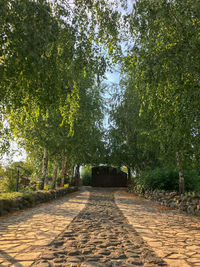 Footpath amidst trees in park